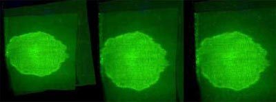 Leucomalachite Green Test
