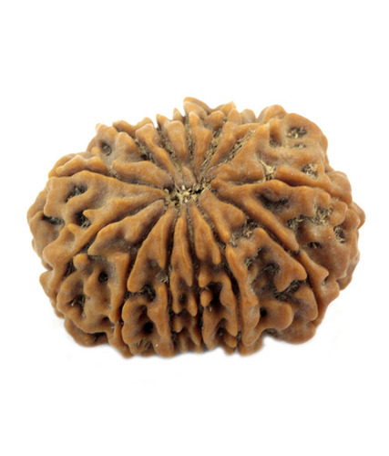 13 Mukhi Rudraksha