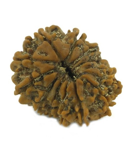 Certified Thirteen Mukhi Rudraksha Bead In Bangalore
