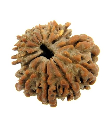 13 Mukhi Rudraksha