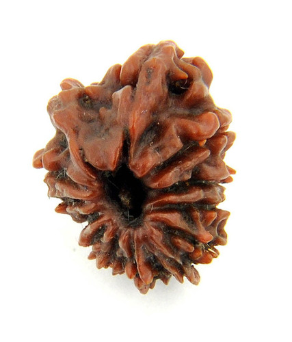 Thirteen Mukhi Faced Rudraksha In Delhi NCR