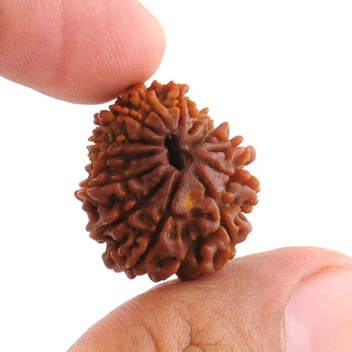 Gauri Shakar 13 Mukhi Rudraksha
