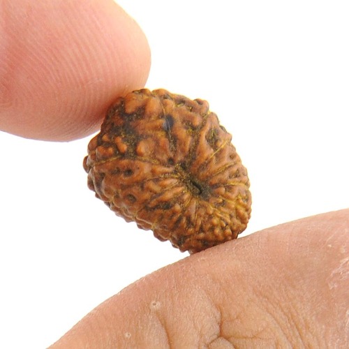 13 Mukhi Rudraksha Bead From Java