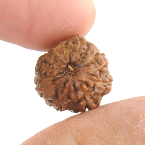 13 Mukhi Rudraksha