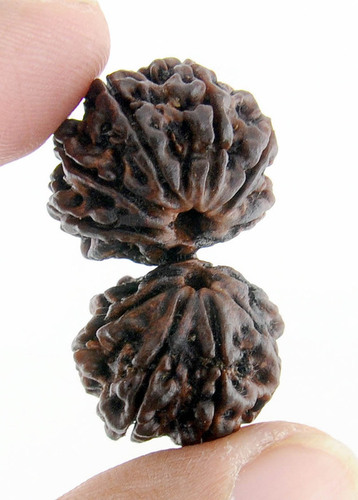 13 Mukhi Rudraksha