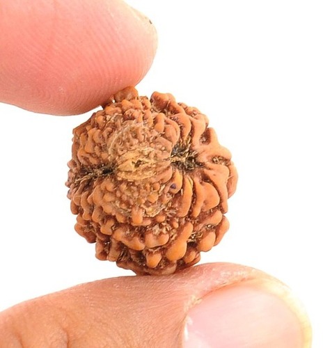 13 Faced Rudraksha Blessed by Goddess Mahalakshmi