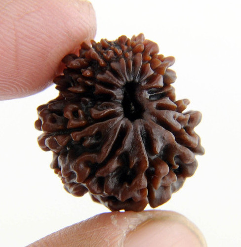 13 Faced Rudraksha Blessed by Goddess Mahalakshmi In Punjab