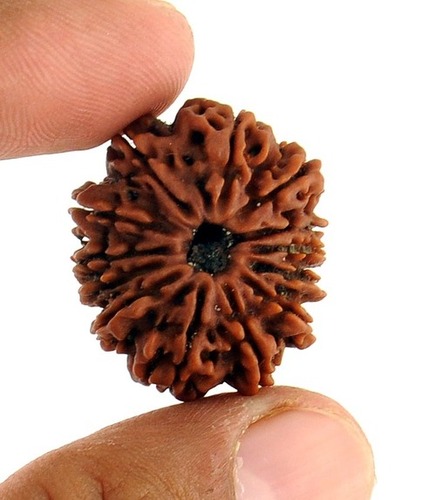 Natural 13 Mukhi Energised Rudraksha Seed from Nepal
