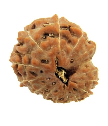 15 Mukhi Rudraksha