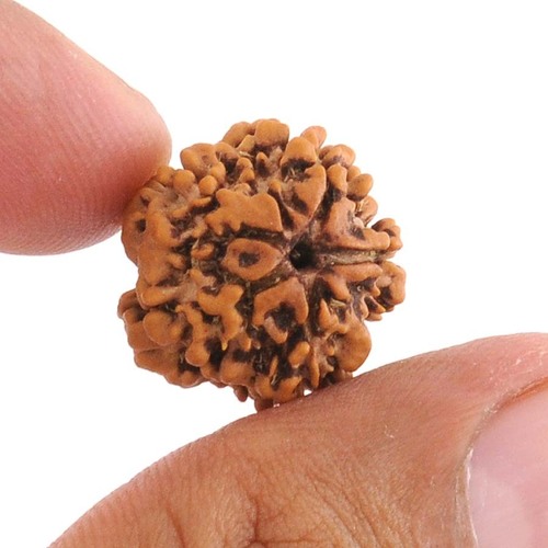 One Mukhi Rudraksha