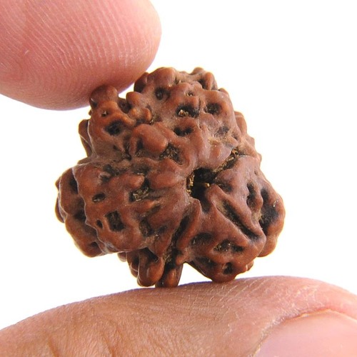 Roundish Onefaced Oneshiva Rudraksha - Seed, 17-20mm, Brown | Spiritual Growth, Improved Focus, Positive Energy