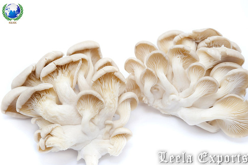 Oyster Mushroom