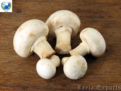 Fresh Mushroom