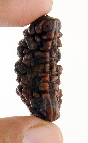 One Mukhi Rudraksha