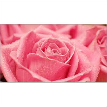 Fresh Rose Fragrance
