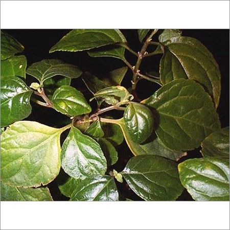 Patchouli Amber Fragrance