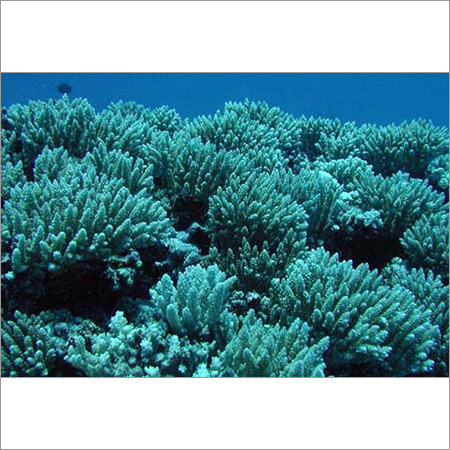 Coral Blossom Fragrance