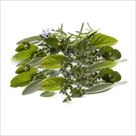 Basil Essential Oils