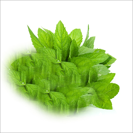 Menthol Fragrance Oil