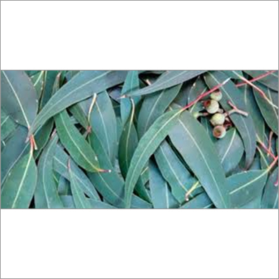 Eucalyptus Essential Oils