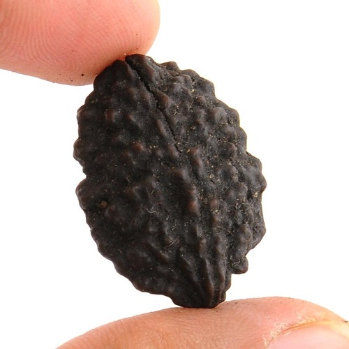 Rare and Certified 2 Mukhi Natural Rudraksha In Mumbai
