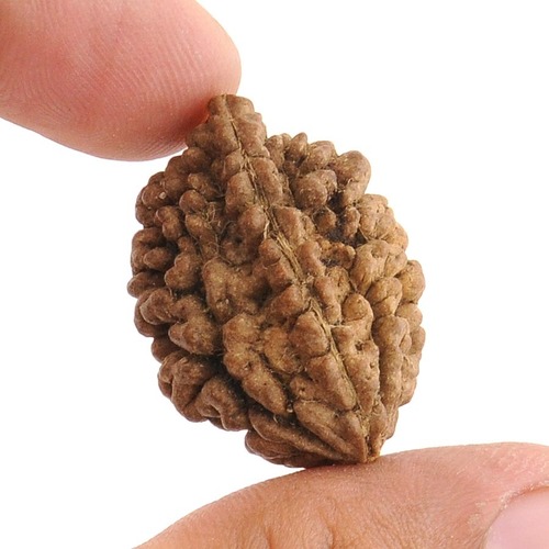Two Mukhi Rudraksha