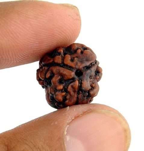 3 Mukhi Rudraksha
