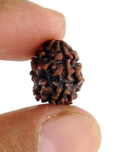 3 Mukhi Rudraksha