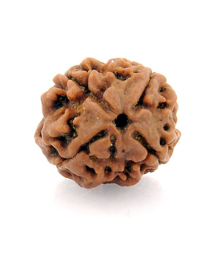 4 Mukhi Rudraksha
