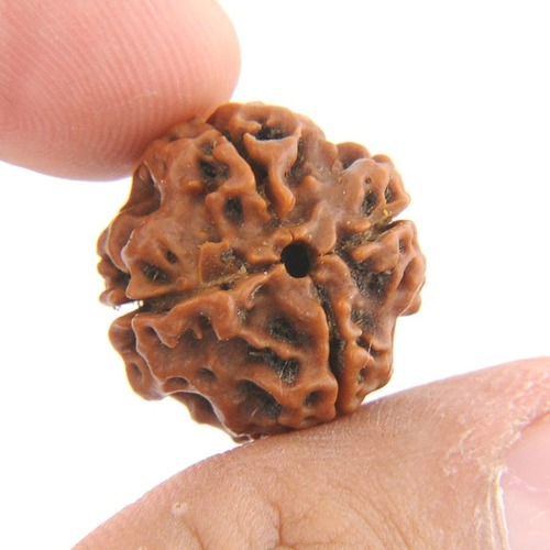 IGL Certified Natural 4 Mukhi Rudraksha