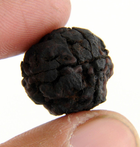 4 Mukhi Rudraksha