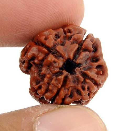 4 Mukhi Rudraksha