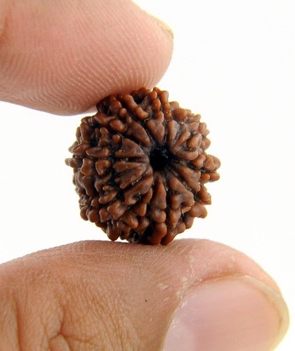 5 Mukhi Rudraksha