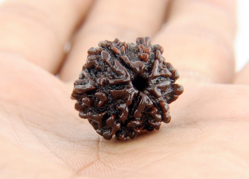 6 Mukhi Rudraksha