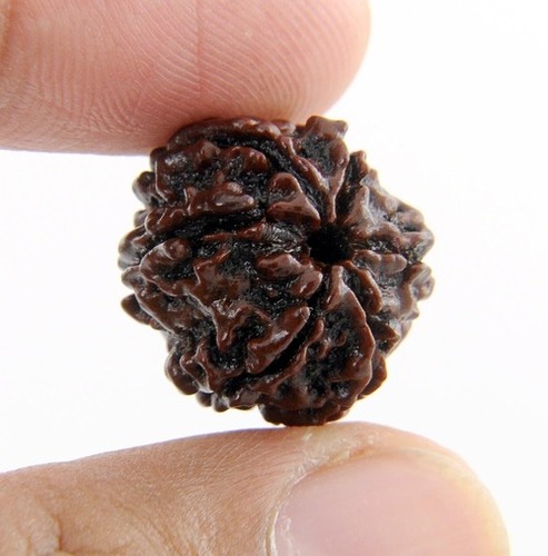 6 Mukhi Rudraksha