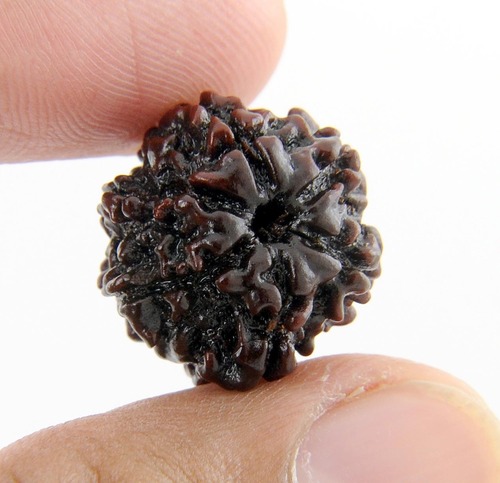 6 Mukhi Rudraksha Shiv Rudraksha In Pune