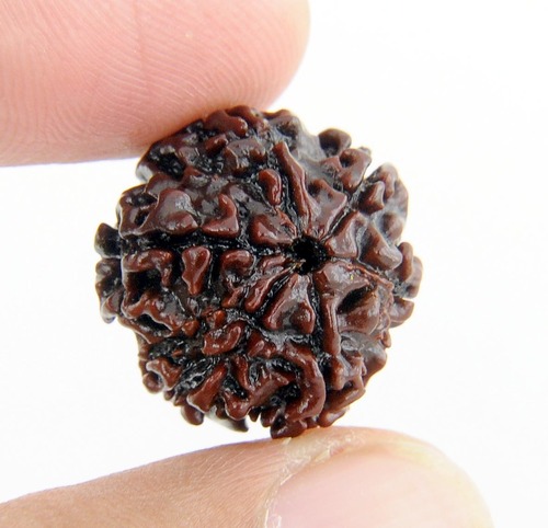 Holy 6 Mukhi Rudraksha Bead In Kolkata