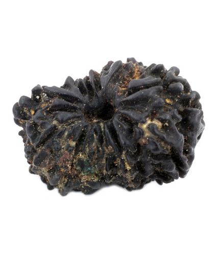 11 Mukhi Holy Rudraksha