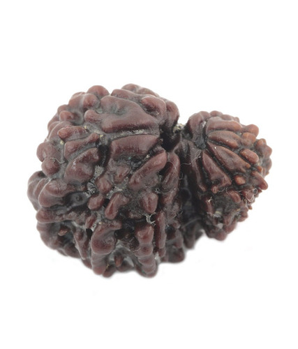 12 Mukhi Garbha Gauri Rudraksha