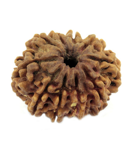 10 Mukhi Holy Rudraksha