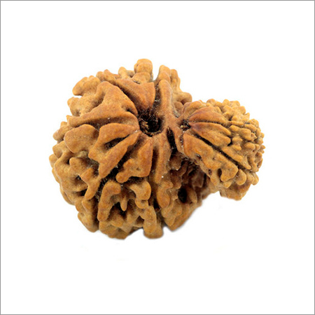 9 Mukhi Rudraksha