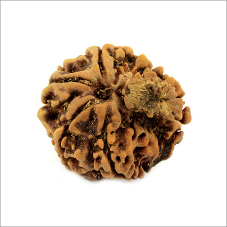 8 Mukhi Garbh-Gauri Holy Beads at Astroshop India