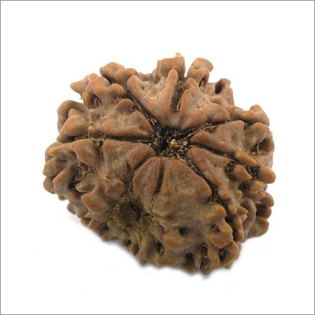 8 Mukhi Rudraksha
