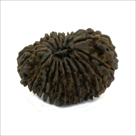 21 Mukhi Rudraksha
