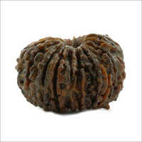 Nepali 21 Mukhi Rudraksha