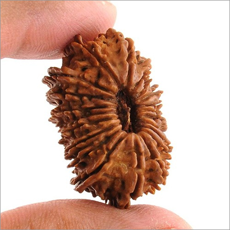 16-20 Mukhi Rudraksha