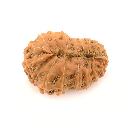 16-20 Mukhi Rudraksha