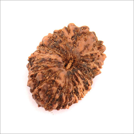 19 Mukhi Certified Holy Rudraksha