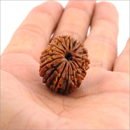 17 Mukhi Rudraksha