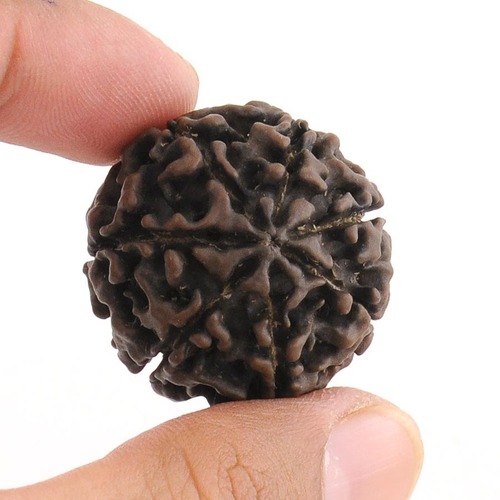Holy 7 Mukhi Certified Rudraksha